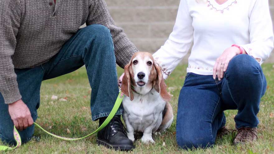basset_hound_on_leash_with_family_23084155494_o.jpg